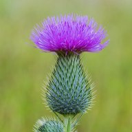 The Spear Thistle Fairy