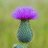 The Spear Thistle Fairy